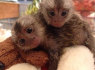 Žavingos beždžionės marmozetės, skirtos įvaikinti (1)