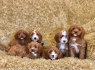 Gražūs Cavapoo šuniukai