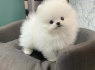Žavingi grynaveisliai Pomeranijos šuniukai (2)