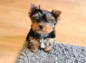 Parduodami gražūs Yorkie šuniukai (2)