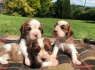 Parduodami Cavalier King Charles šuniukai