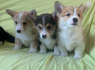 Galimi Pembroke Welsh Corgi šuniukai