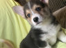 Galimi Pembroke Welsh Corgi šuniukai (2)