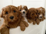 Parduodami Cavapoo šuniukai