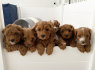 Parduodami Cavapoo šuniukai (2)