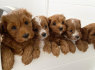 Parduodami Cavapoo šuniukai (3)