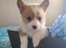 Parduodami Pembroke Welsh Corgi šuniukai