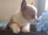 Parduodami Pembroke Welsh Corgi šuniukai (2)