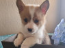 Parduodami Pembroke Welsh Corgi šuniukai (3)