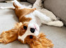 Parduodami kavalieriaus šuniukai King Charles Spaniel šuniukai