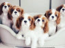 Parduodami kavalieriaus šuniukai King Charles Spaniel šuniukai (2)