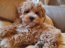 Puikūs Maltipoo šuniukai