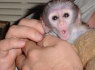Parduodamos mielos ir gerai dresuotos kapucinų beždžionės