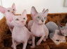 Galimi gražūs Sfinkso kačiukai