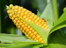 Kukurūzus siūlome eksportuoti (1)