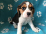 Cute Beagle puppies for sale