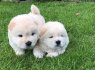Beautiful Chow Chow puppies for a good home