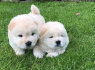 Beautiful Chow Chow puppies for a good home (1)