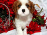 Cavalier King Charles puppies for sale