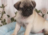 Pug puppies for sale
