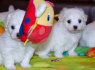Cute Maltese puppies for sale