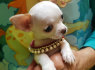 Cute chihuahua puppies for sale