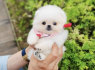 Pomeranian puppies for sale