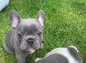 French Bulldog puppies for sale