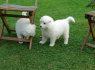 Samoyed puppies for sale