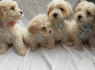 lovely cavachon puppy for sale