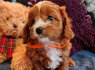 Cavapoo puppies for sale