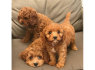 Cavapoo šuniukai
