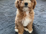 Puikūs Maltipoo patinai ir patelės (2)