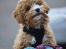 Puikūs Maltipoo patinai ir patelės (3)