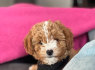 Puikūs Maltipoo patinai ir patelės (4)