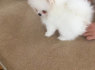 Parduodami arbatinukai Pomeranijos šuniukai