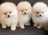 Parduodami nuostabūs Pomeranijos šuniukai