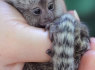 Parduodamos žavios beždžionės marmozetės (1)