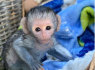 Įvaikinti mielos kapucinų beždžionės