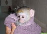 Puikūs kapucinų beždžionių kūdikiai, skirti įvaikinti (1)