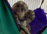 Galimi žavūs marmozetų kūdikiai (1)