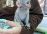 Galima įsigyti kapucinų beždžionių kūdikio veidui (1)
