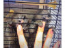 Parduodamos beždžionės nykštukinės marmozetės