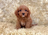Sveiki Cavapoo šuniukai (3)