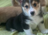 Pembroke Welsh Corgi šuniukai (2)