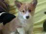Pembroke Welsh Corgi šuniukai (3)