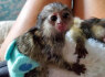 Galima įsigyti beždžionę Pigmy Marmoset