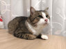 Nmaų ieško mielas katinėlis Čipsas (11)
