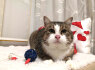 Nmaų ieško mielas katinėlis Čipsas (3)