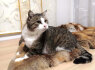Nmaų ieško mielas katinėlis Čipsas (6)